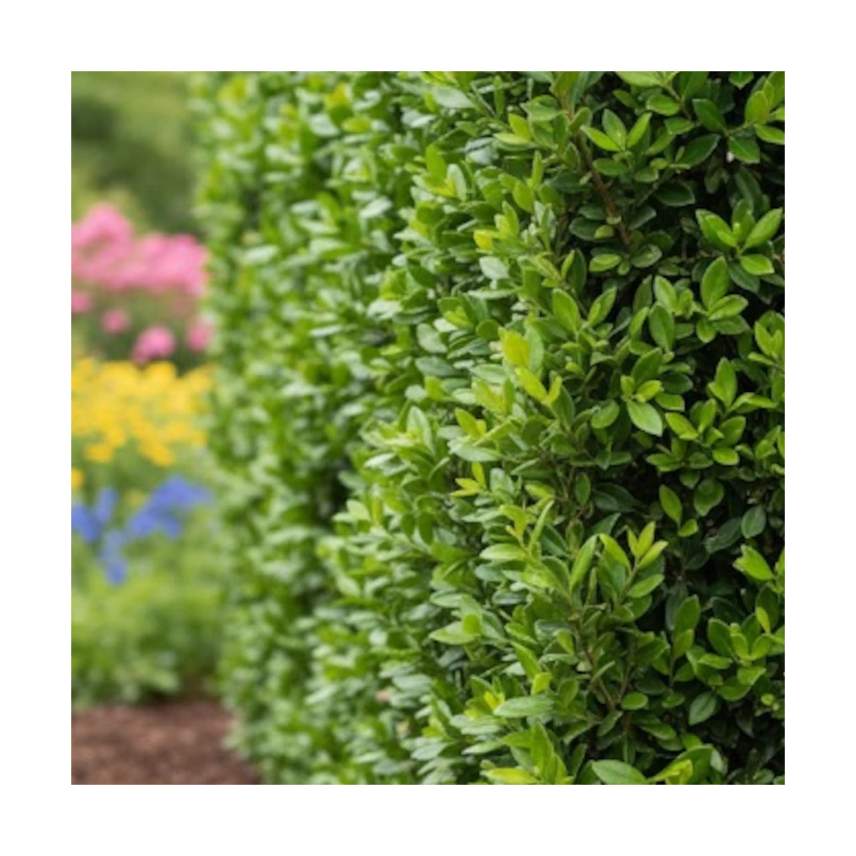 Buisson ardent Saphyr® Jaune 'Cadaune', Pyracantha