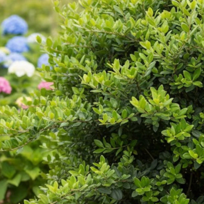 Buisson ardent Saphyr® Jaune 'Cadaune', Pyracantha
