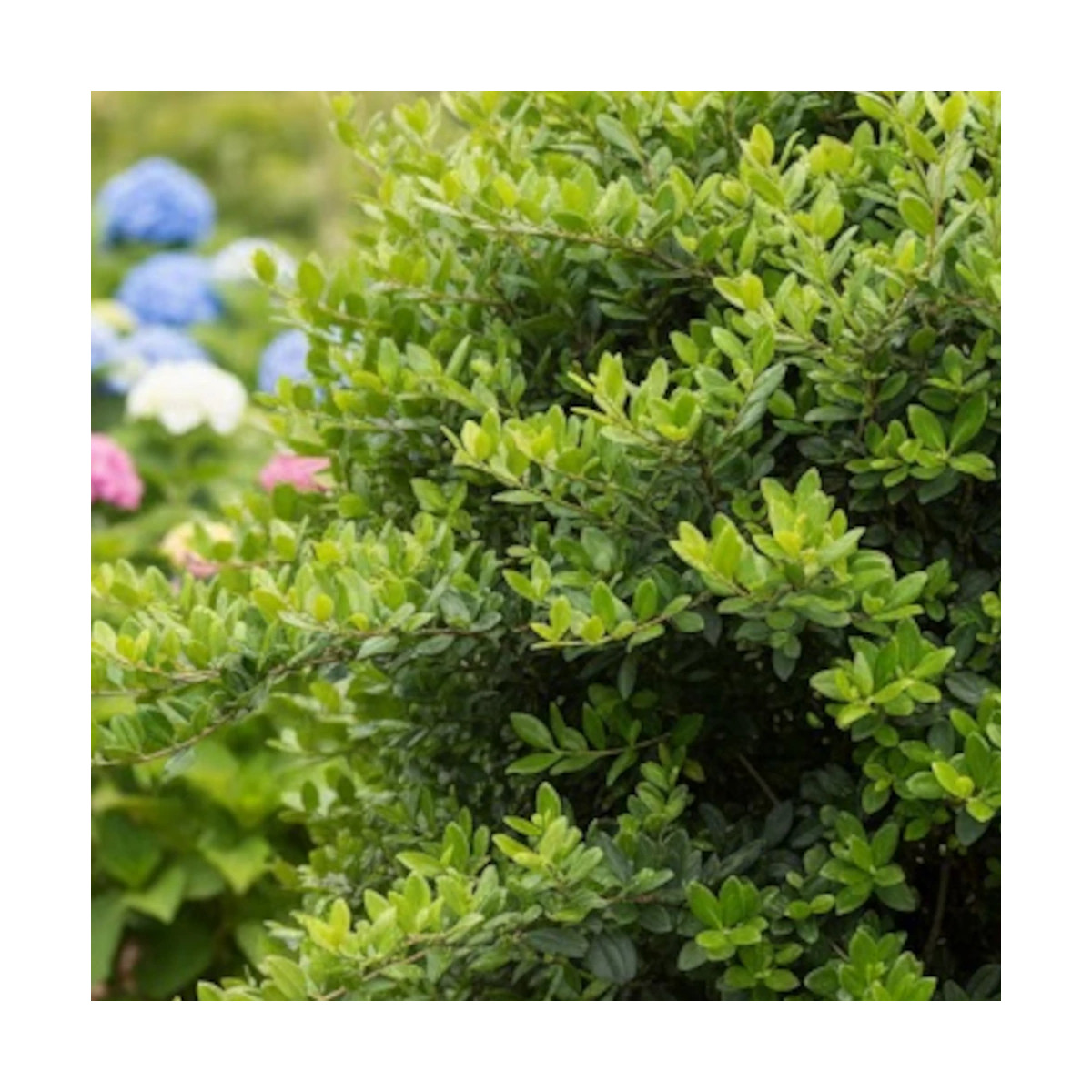 Buisson ardent Saphyr® Jaune 'Cadaune', Pyracantha