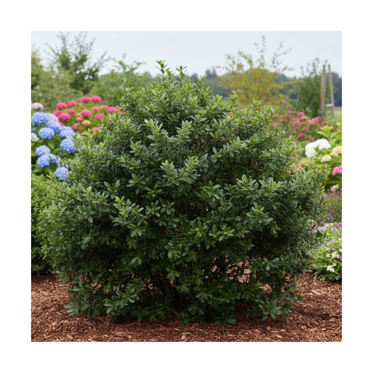 Buisson ardent Saphyr® Jaune 'Cadaune', Pyracantha