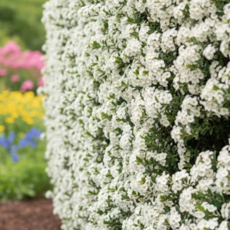Buisson ardent Saphyr® Jaune 'Cadaune', Pyracantha