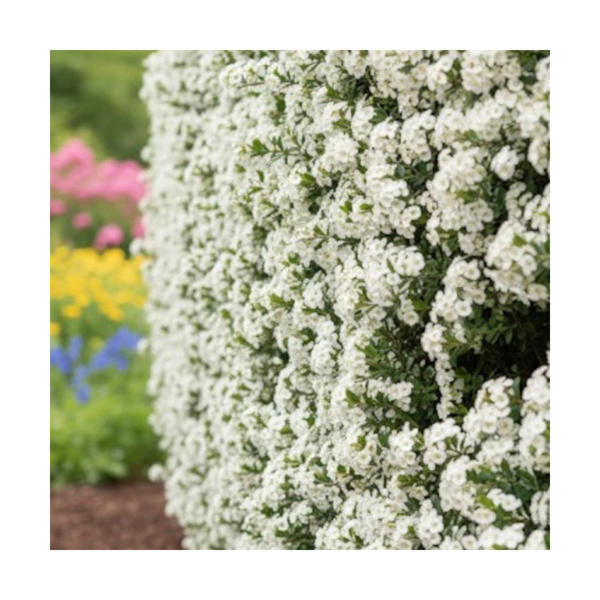Buisson ardent Saphyr® Jaune 'Cadaune', Pyracantha