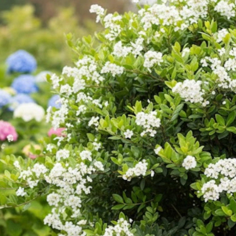 Buisson ardent Saphyr® Jaune 'Cadaune', Pyracantha