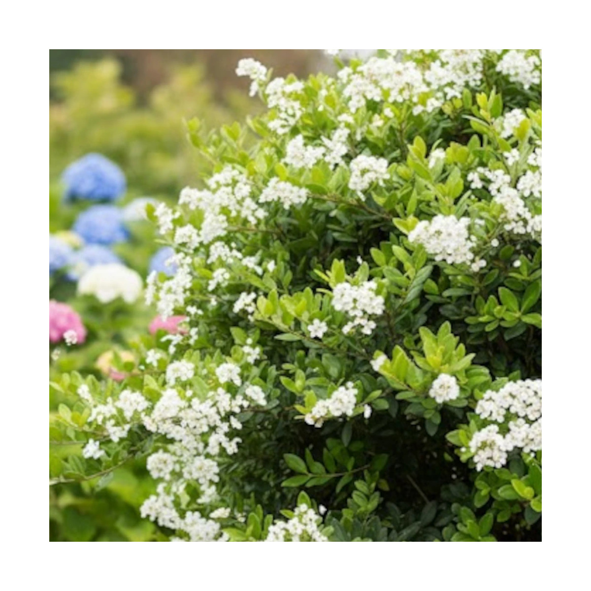 Buisson ardent Saphyr® Jaune 'Cadaune', Pyracantha