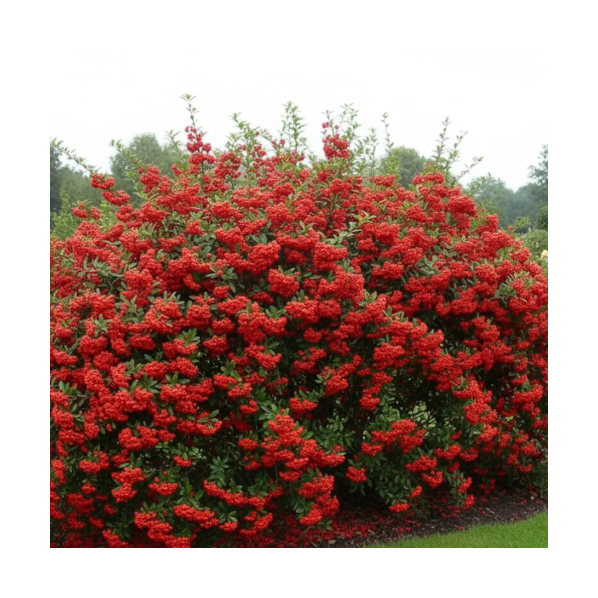 Buisson ardent Mohave, Pyracantha Buisson ardent Mohave, Pyracantha