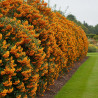 Buisson ardent Orange Glow, Pyracantha