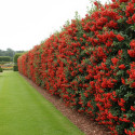 Buisson ardent Saphyr® Rouge 'Cadrou', Pyracantha
