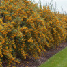 Buisson ardent Soleil d\'Or, Pyracantha