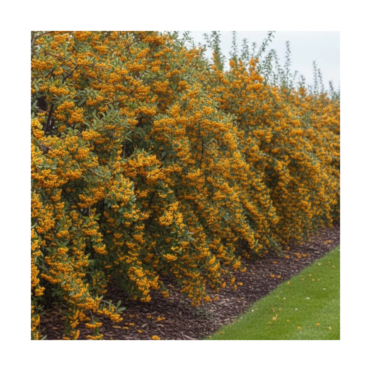 Buisson ardent Soleil d'Or, Pyracantha