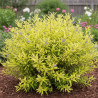 Caryopteris Worcester Gold, Spirée bleue, Barbe bleue