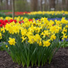 Bulbe de Narcisse Trompette Jaune