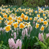 Bulbe de Narcisse Decasplit Orangery