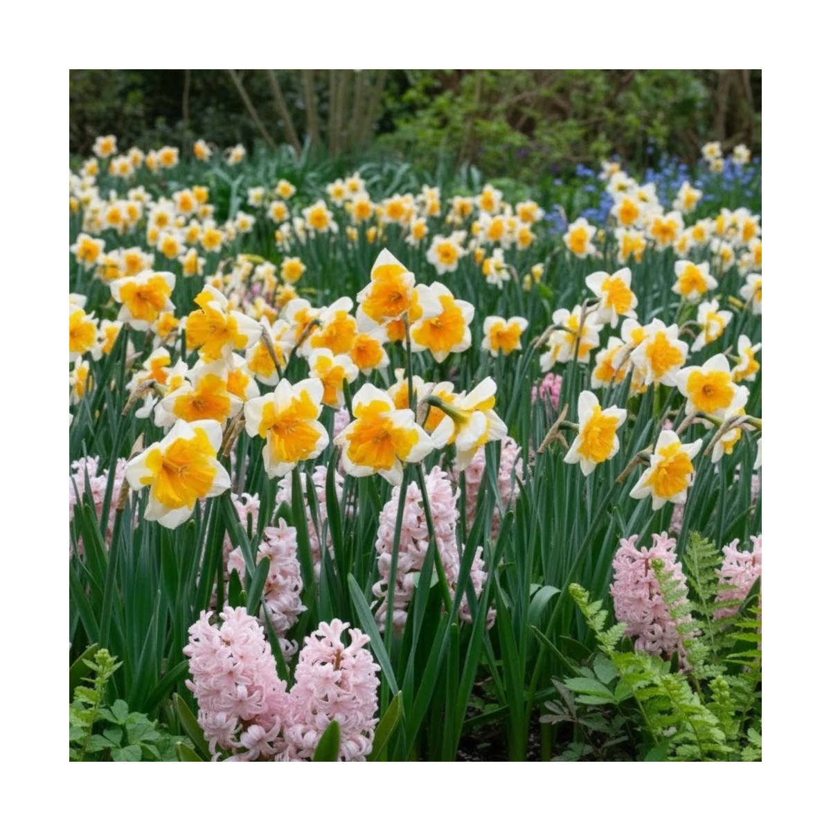 Bulbe de Narcisse Decasplit Orangery