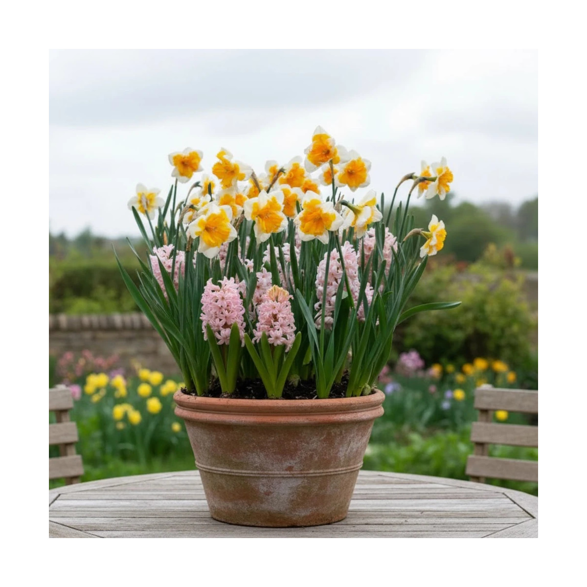 Bulbe de Narcisse Decasplit Orangery