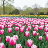 Bulbe de Tulipe simple hative Aafke