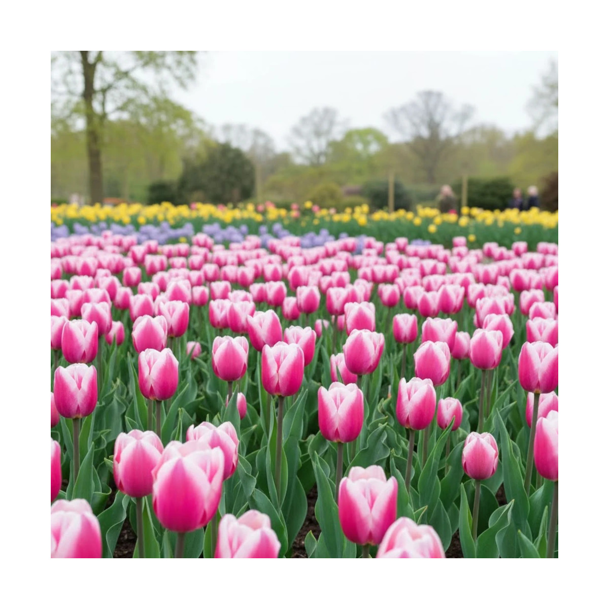 Bulbe de Tulipe simple hative Aafke