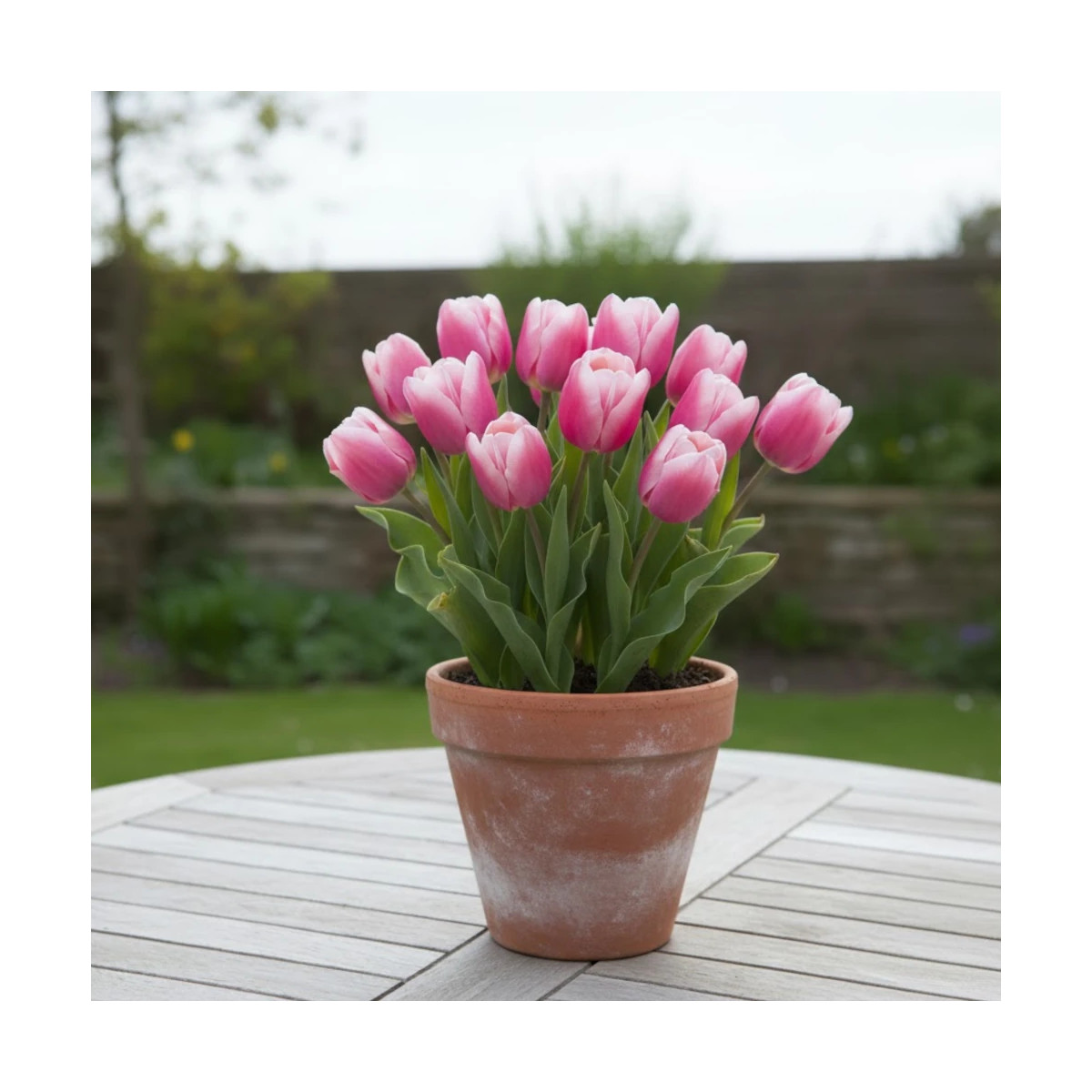 Bulbe de Tulipe simple hative Aafke