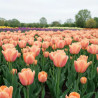 Bulbe de Tulipe simple hative Apricot Foxx
