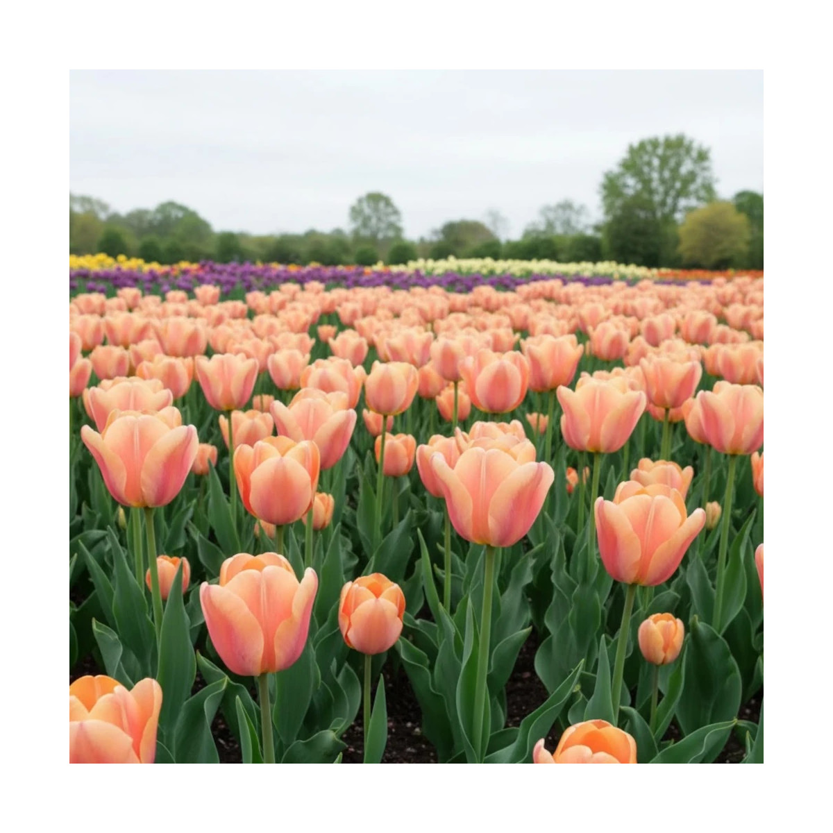 Bulbe de Tulipe simple hative Apricot Foxx