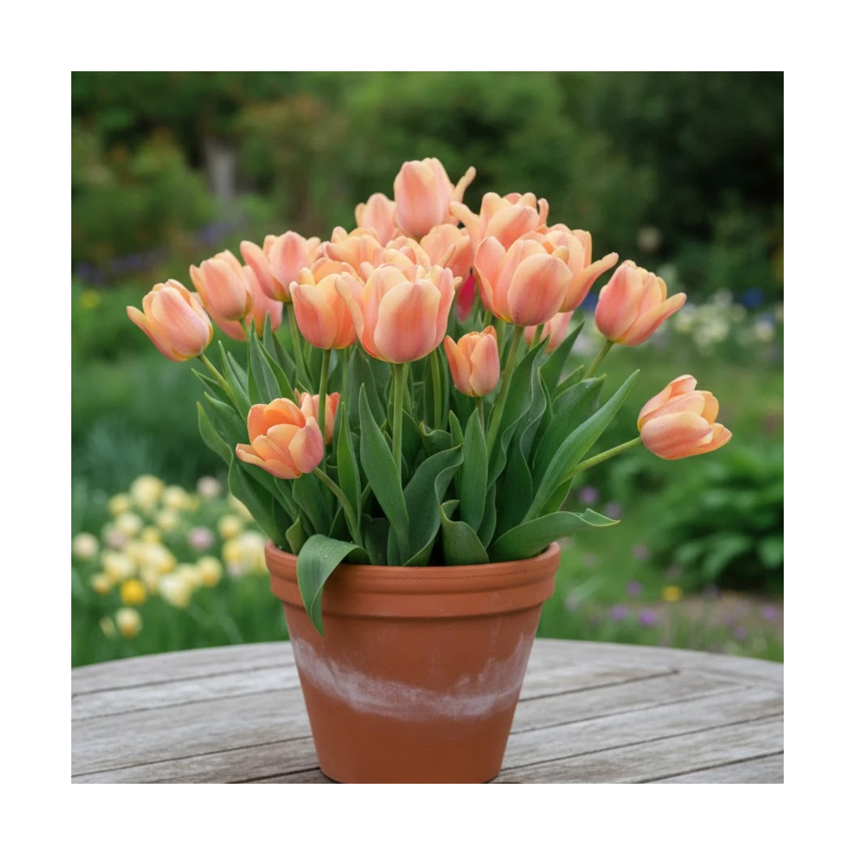 Bulbe de Tulipe simple hative Apricot Foxx