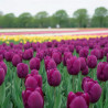 Bulbe de Tulipe simple hative Purple Princess