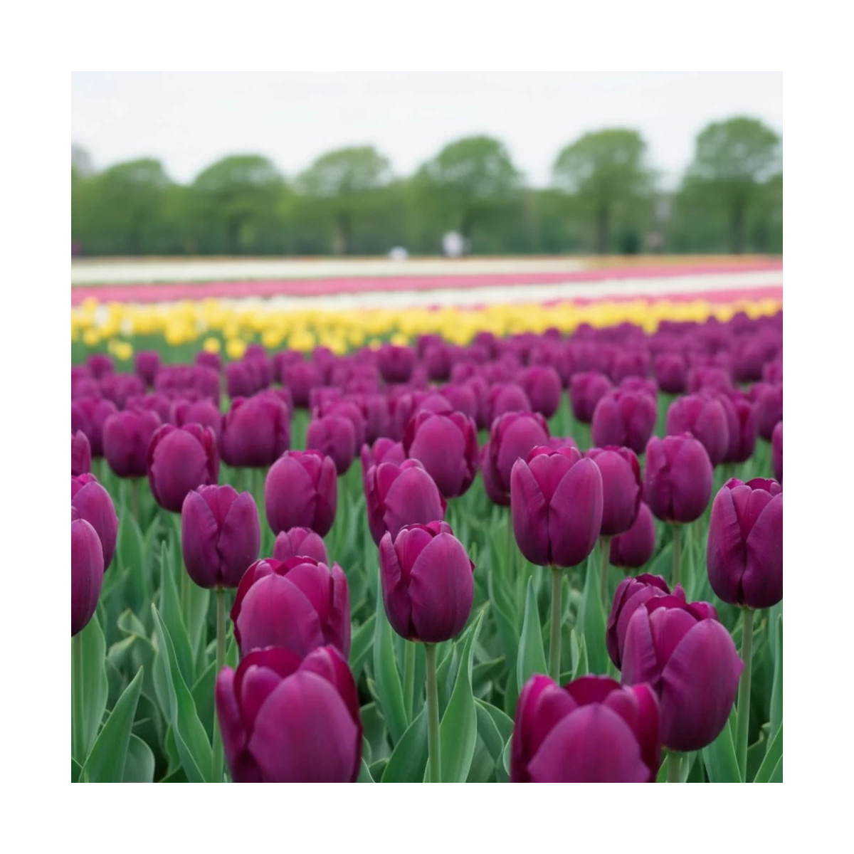 Bulbe de Tulipe simple hative Purple Princess