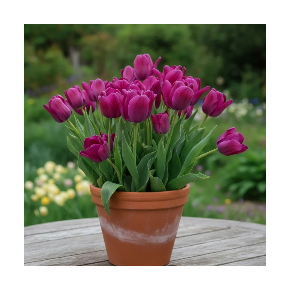 Bulbe de Tulipe simple hative Purple Princess