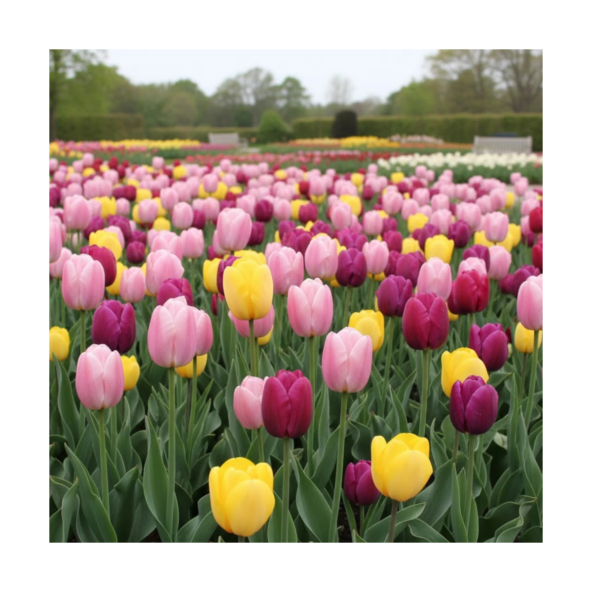 Bulbe de Tulipe simple hative Variées