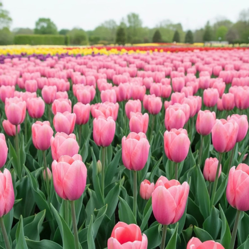 Bulbe de Tulipe Fosteriana Albert Heijn