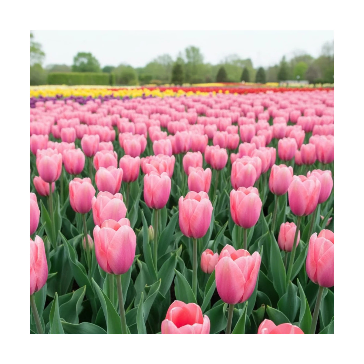 Bulbe de Tulipe Fosteriana Albert Heijn Bulbe de Tulipe Fosteriana Albert Heijn