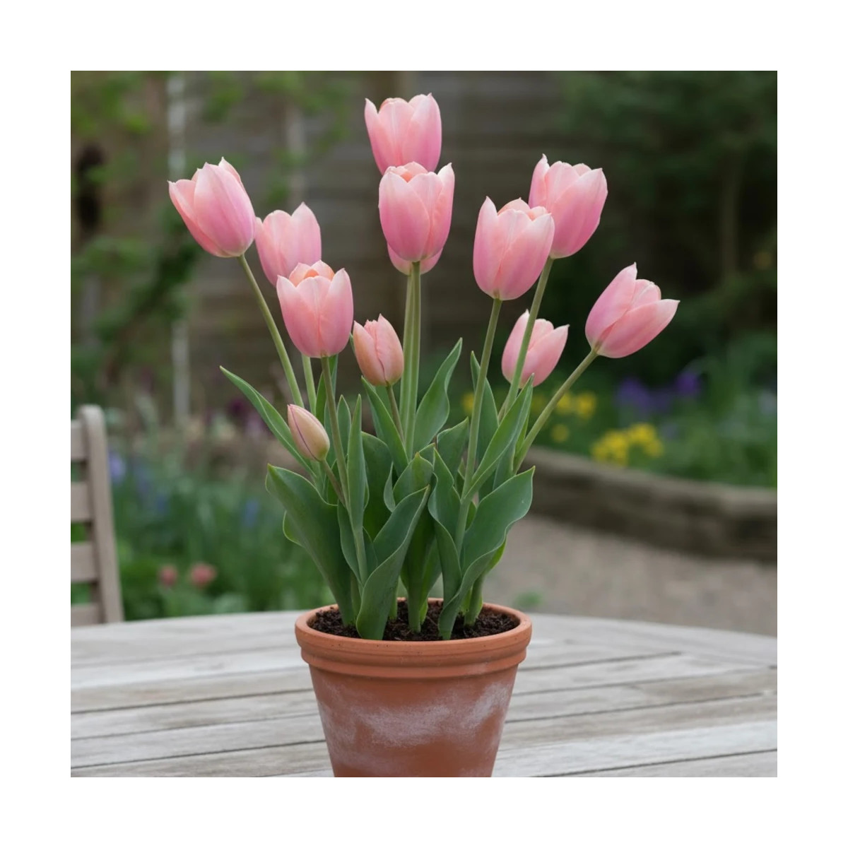 Bulbe de Tulipe Fosteriana Albert Heijn Bulbe de Tulipe Fosteriana Albert Heijn