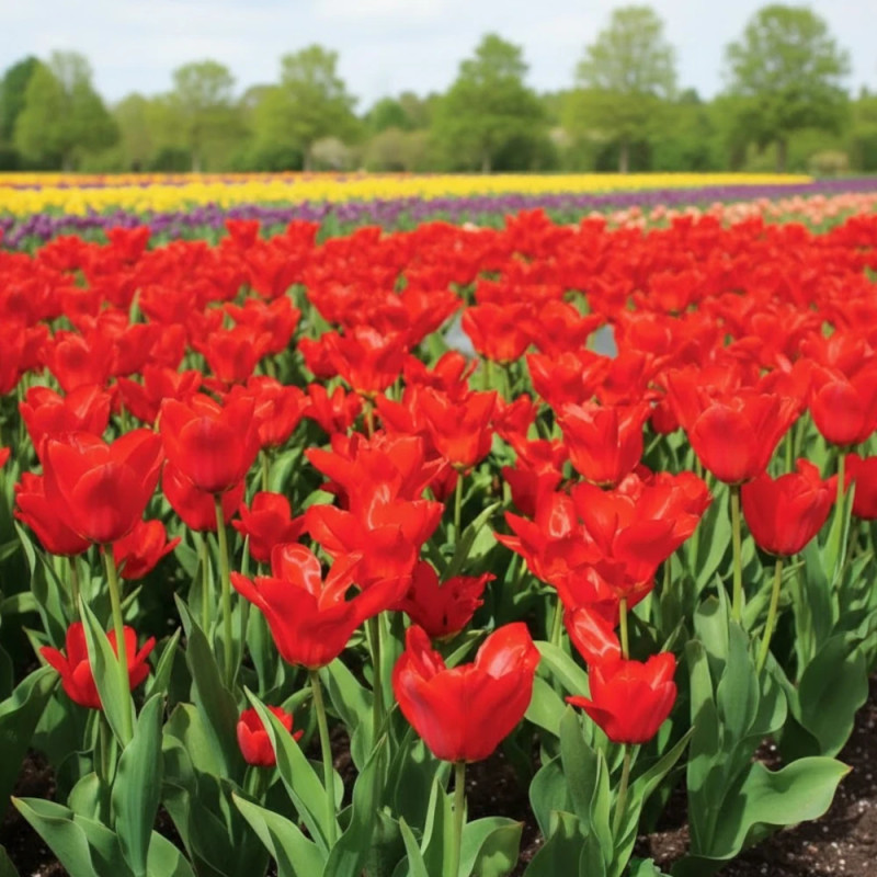 Bulbe de Tulipe Fosteriana Mme Lefeber (Red Emperor)
