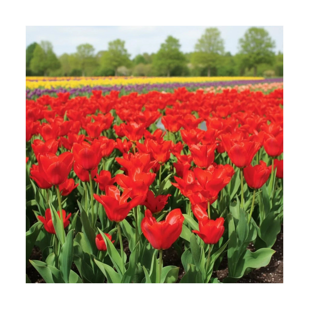 Bulbe de Tulipe Fosteriana Mme Lefeber (Red Emperor)