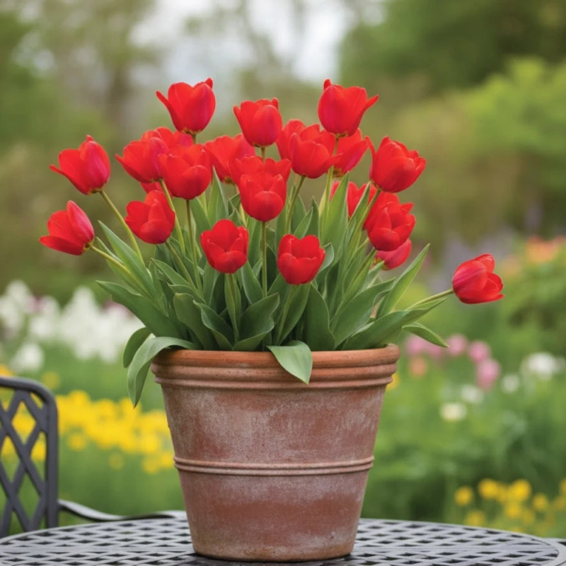Bulbe de Tulipe Fosteriana Mme Lefeber (Red Emperor)