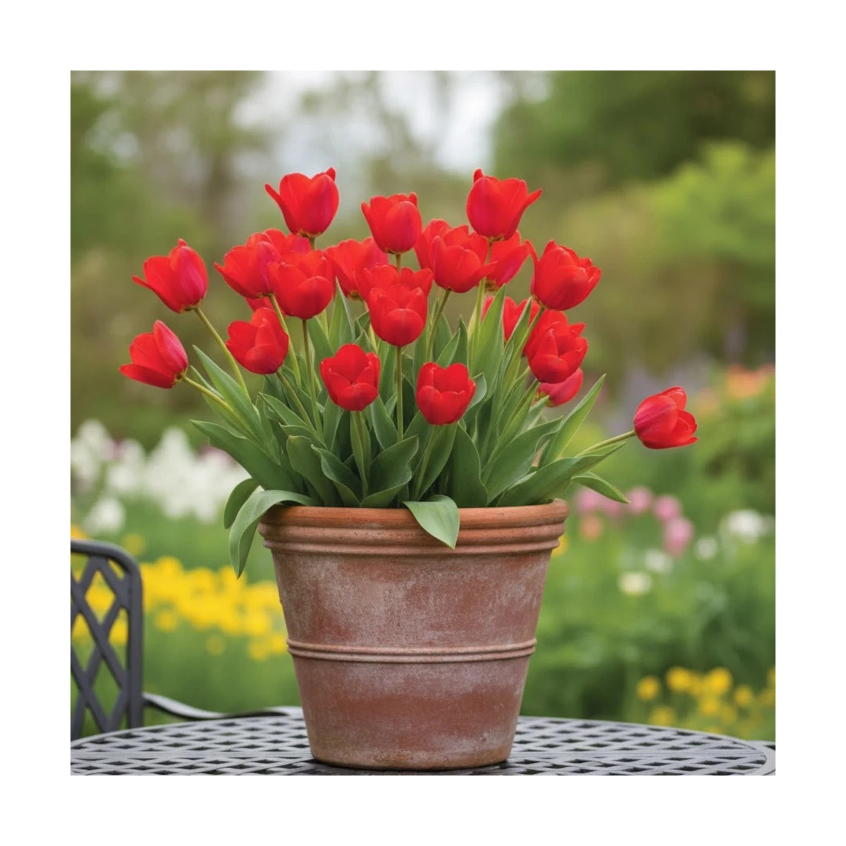 Bulbe de Tulipe Fosteriana Mme Lefeber (Red Emperor)