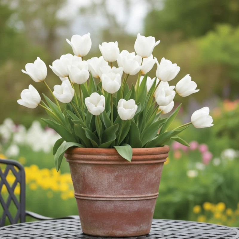 Bulbe de Tulipe Fosteriana Purissima