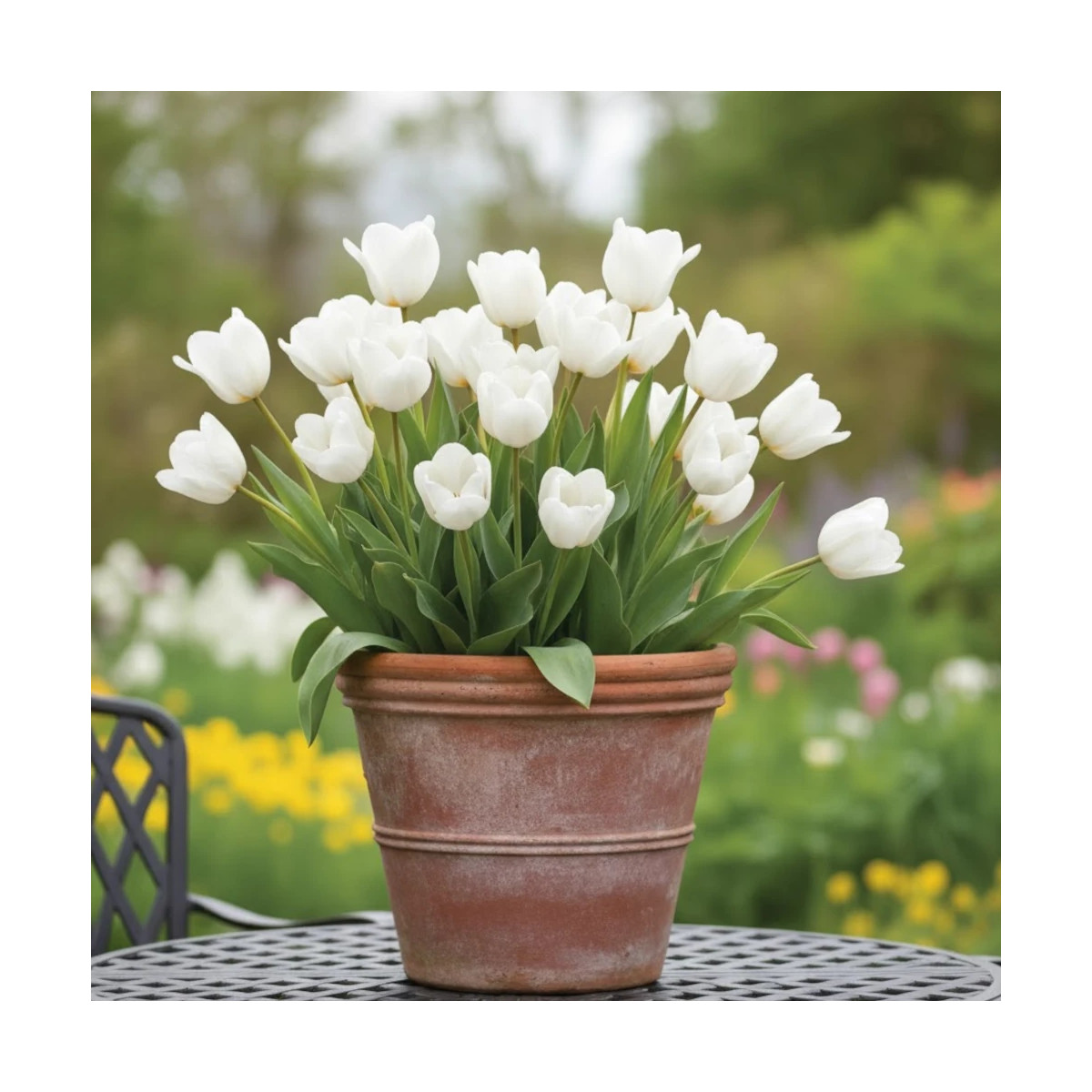 Bulbe de Tulipe Fosteriana Purissima