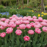 Bulbe de Tulipe double tardive Angélique
