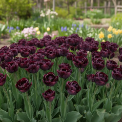 Bulbe de Tulipe double tardive Black Hero