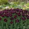Bulbe de Tulipe double tardive Black Hero