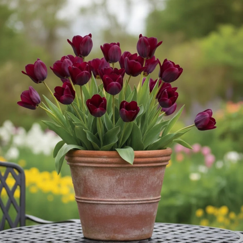 Bulbe de Tulipe double tardive Black Hero