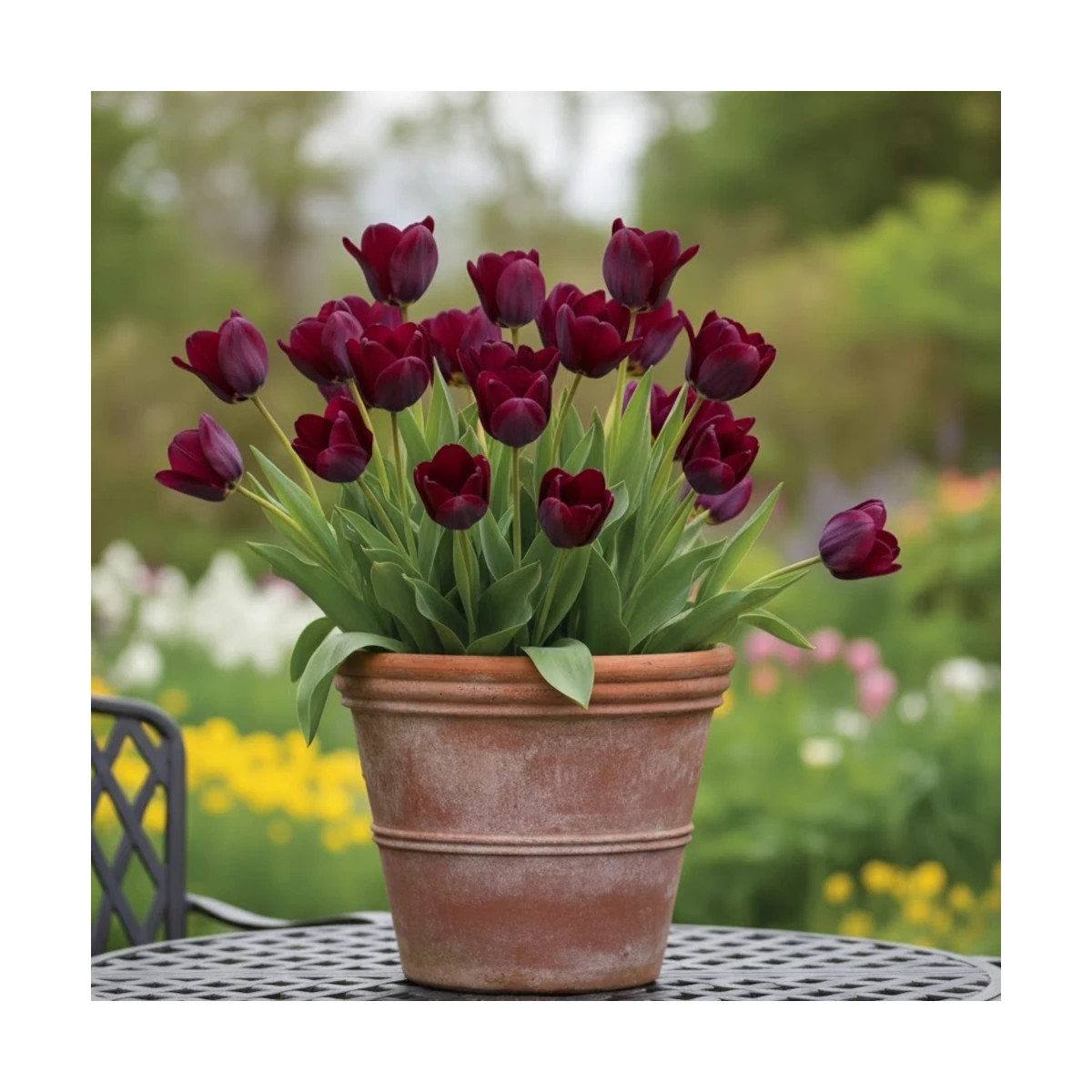 Bulbe de Tulipe double tardive Black Hero Bulbe de Tulipe double tardive Black Hero