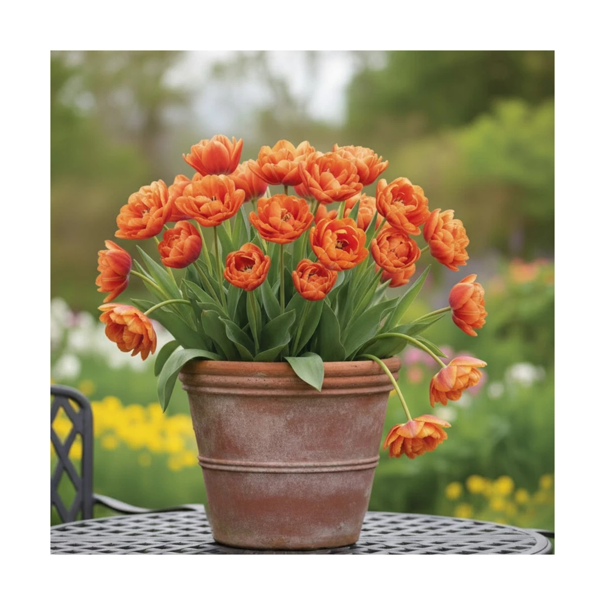 Bulbe de Tulipe double tardive Orange Princess