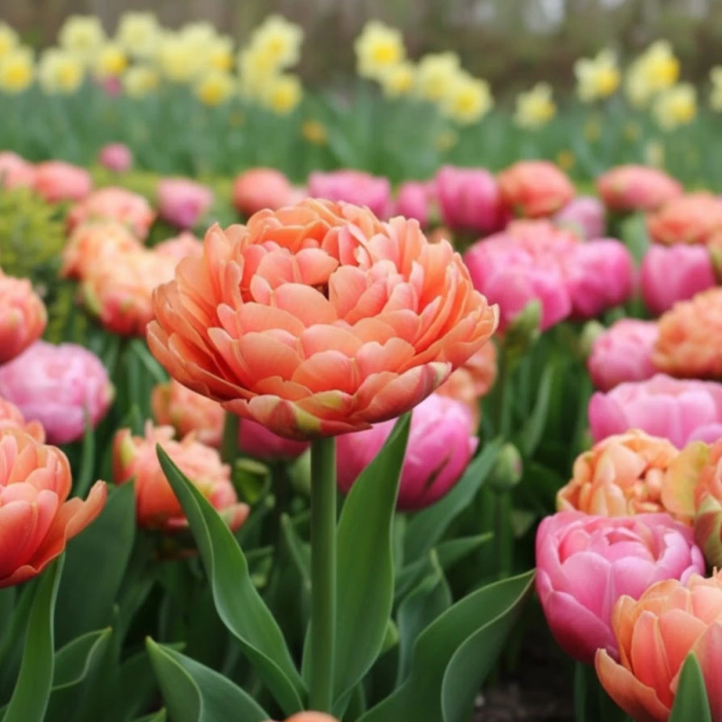 Bulbe de Tulipe double tardive variées
