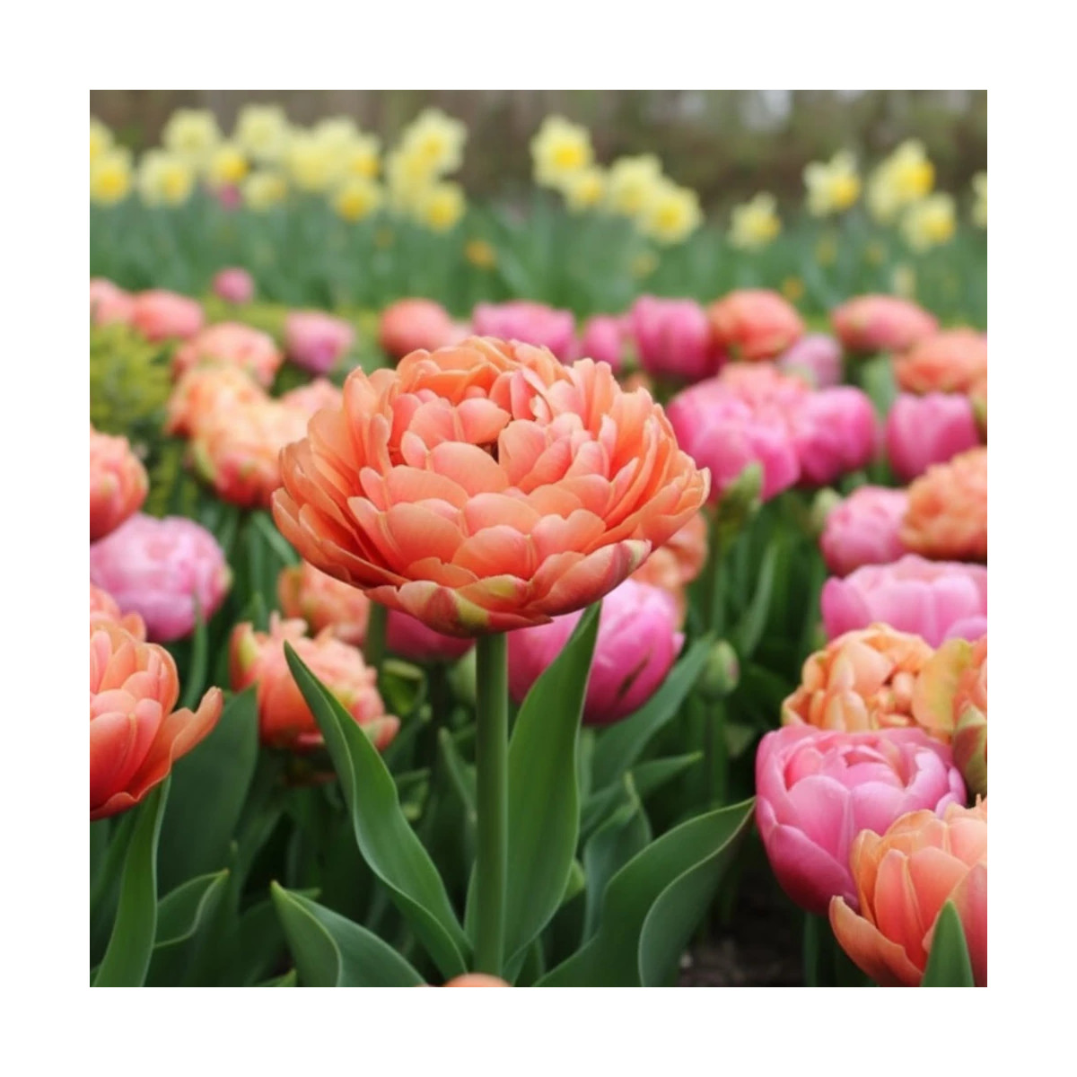 Bulbe de Tulipe double tardive variées