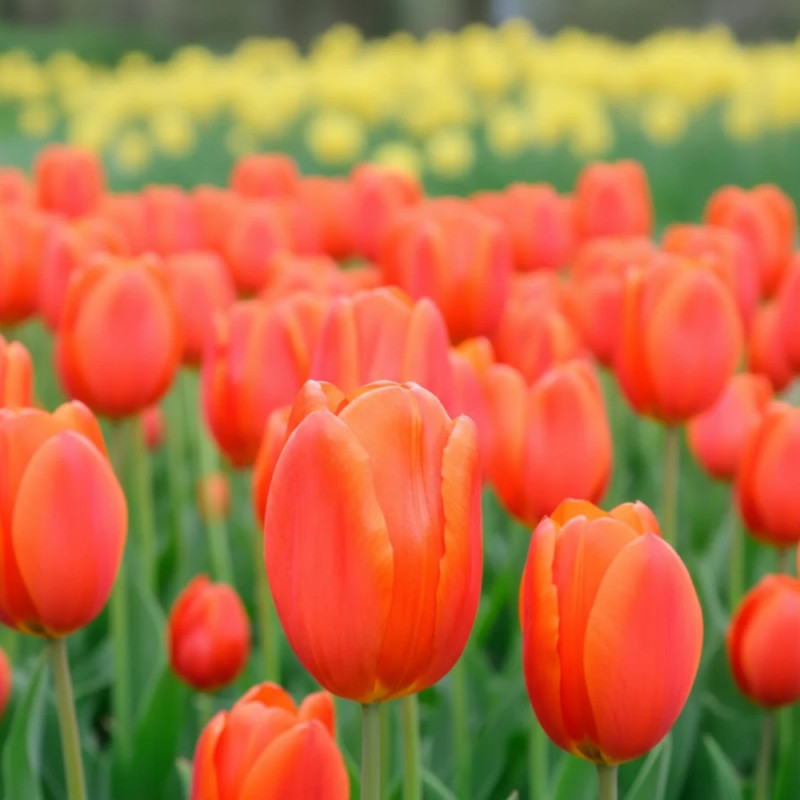 Bulbe de Tulipe Triomphe Cadans