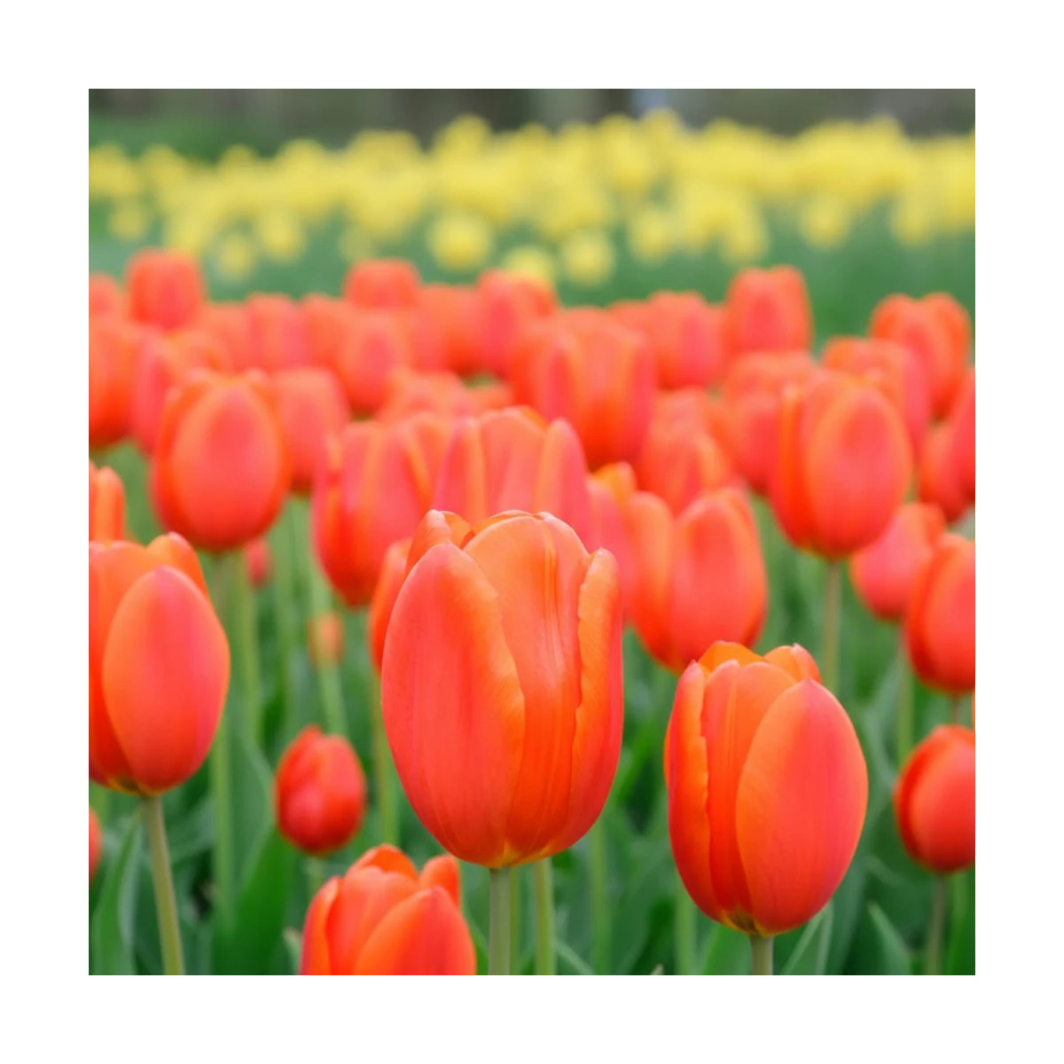 Bulbe de Tulipe Triomphe Cadans