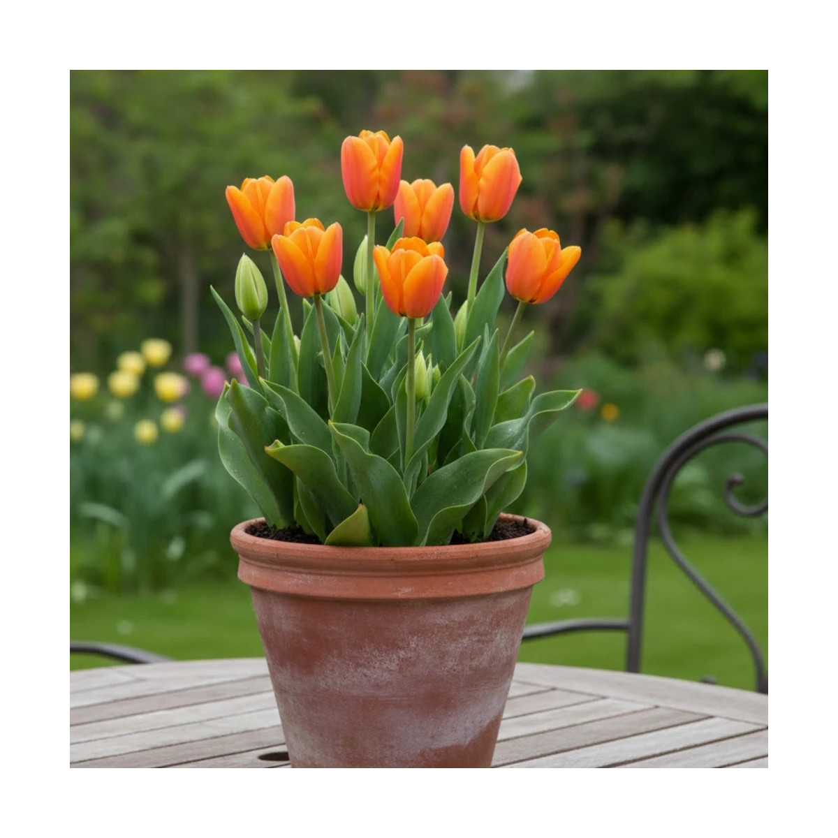 Bulbe de Tulipe Triomphe Cadans