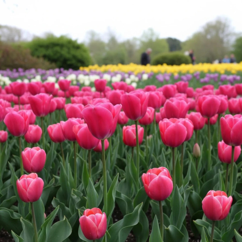 Bulbe de Tulipe Triomphe Carola