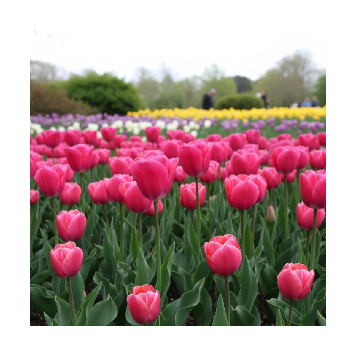 Bulbe de Tulipe Triomphe Carola